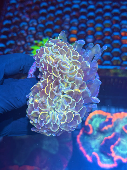 Hologram Wall Hammer Coral