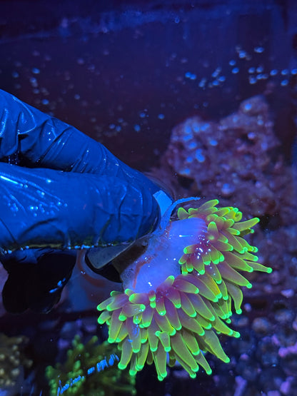 JEA Hellfire Torch Coral 2 Heads Splitting XL