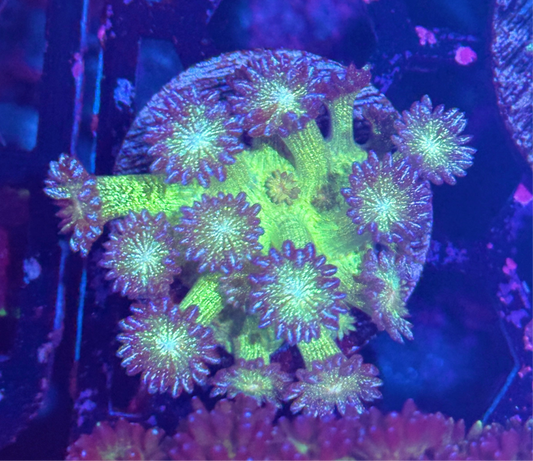 JEA Glitter Bomb Goniopora Coral