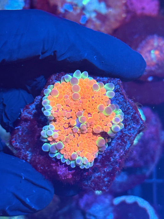JEA Rainbow Gumdrop Bubble Yuma Mushroom Coral