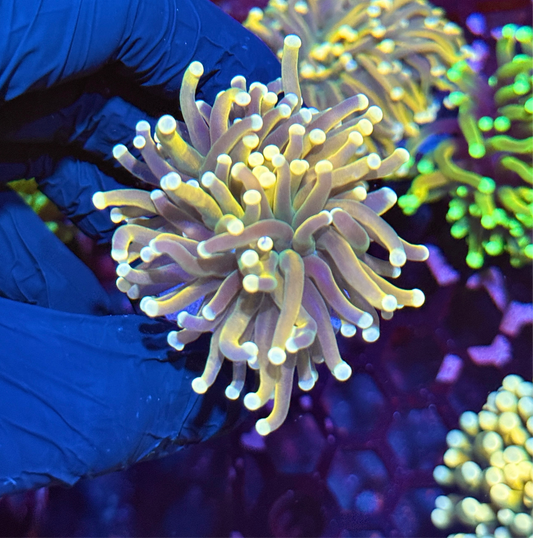 JEA Banana Torch Coral Variant 1 XL Head