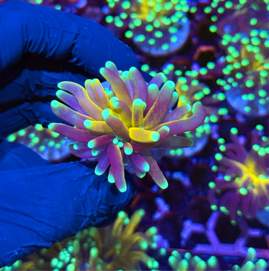 JEA Branching Tiger Torch Coral 1 XL Head Splitting