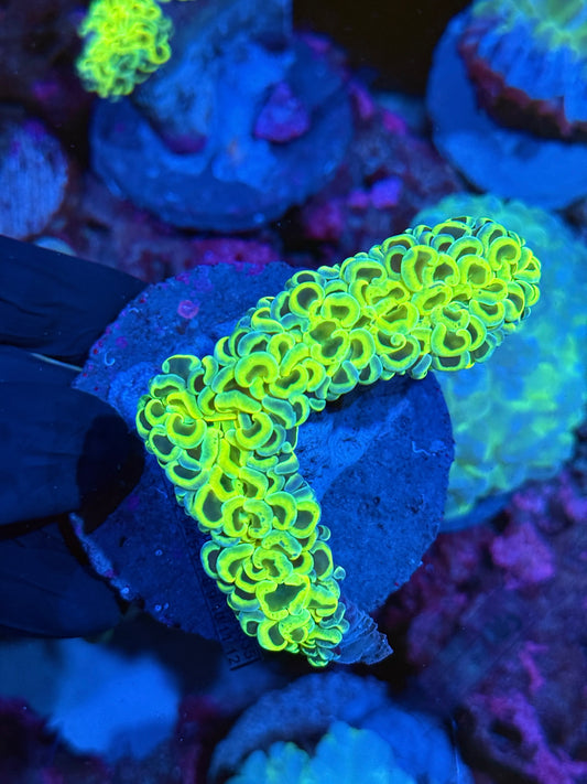 Neon Yellow Splatter Wall Hammer Coral XL
