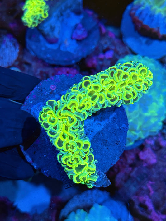 Electric Yellow Wall Hammer Coral XL