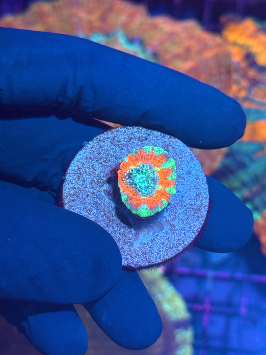 Gold Glitter Acanthophyllia Meat Coral XL