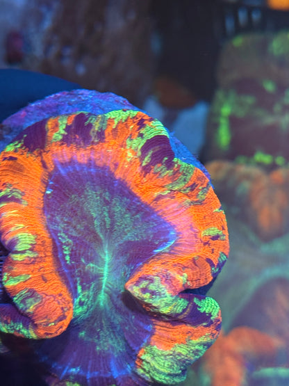 Hologram Hammer Coral Splitting 3 Heads