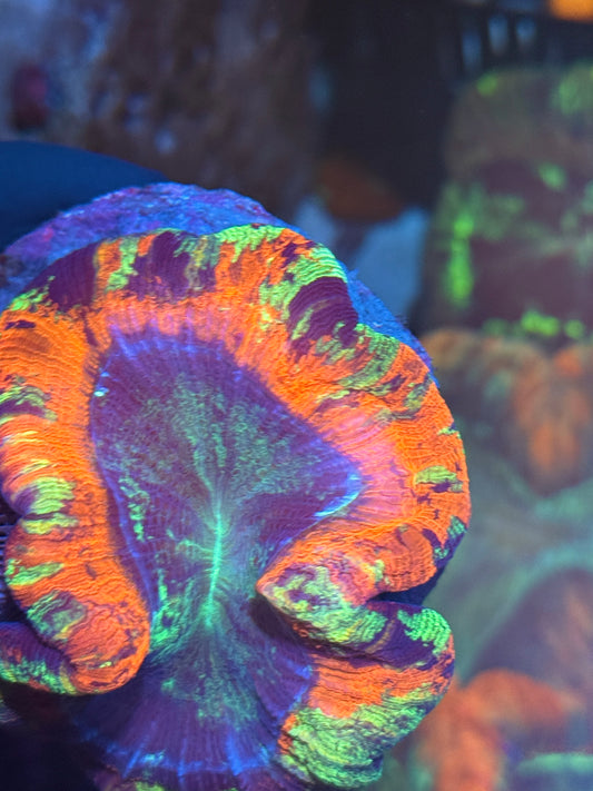 Hologram Hammer Coral Splitting 3 Heads