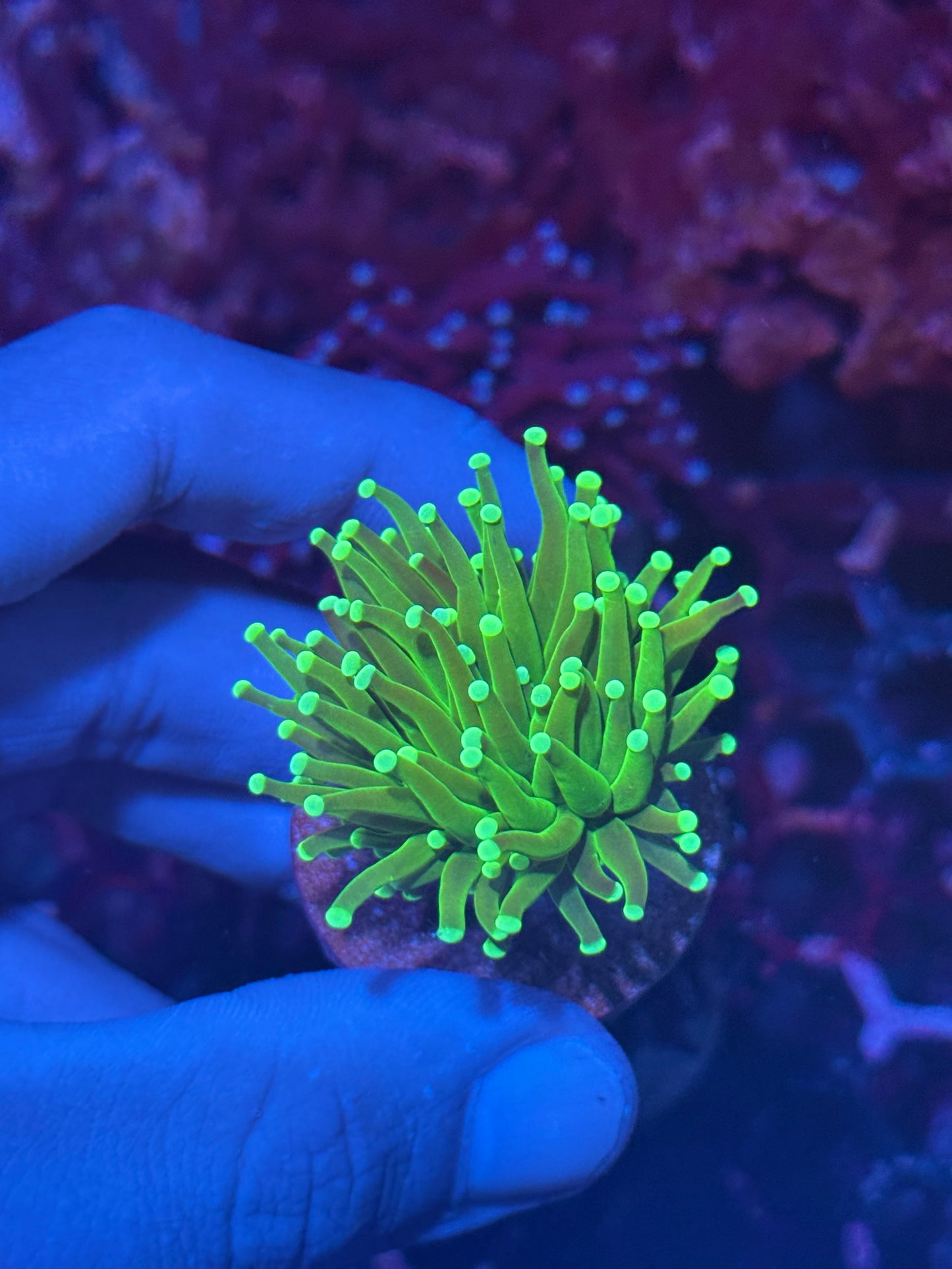 JEA Key Lime Pie Torch Coral 1 XL Head