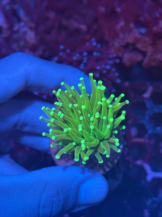 JEA Key Lime Pie Torch Coral 1 XL Head