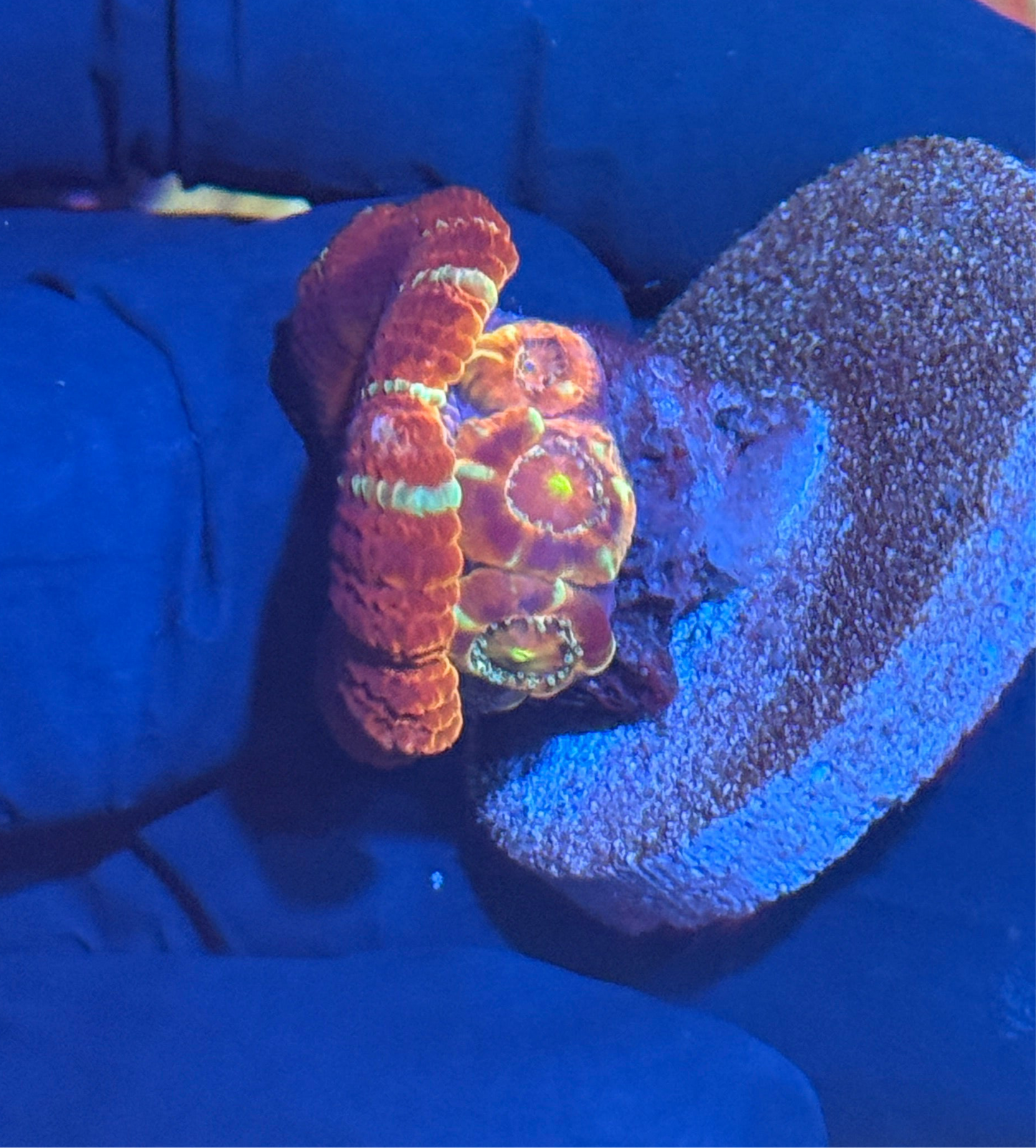 JEA Evil Eye Asian Acans 4 Heads