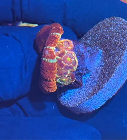 JEA Evil Eye Asian Acans 4 Heads