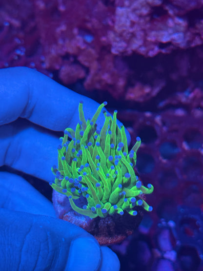 Todd’s Torch Coral 1 XL Head