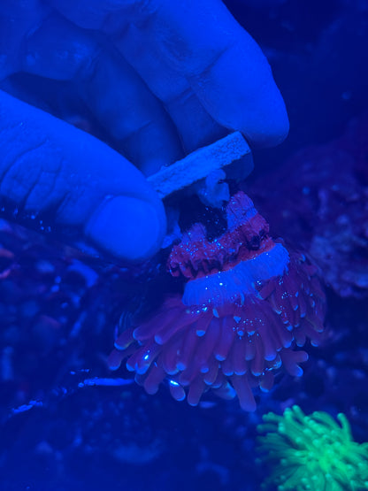 JEA Dragon Master Torch Coral Splitting Heads XL