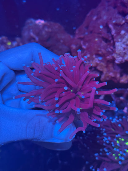 JEA Death Goddess Torch Coral 1 XL Head