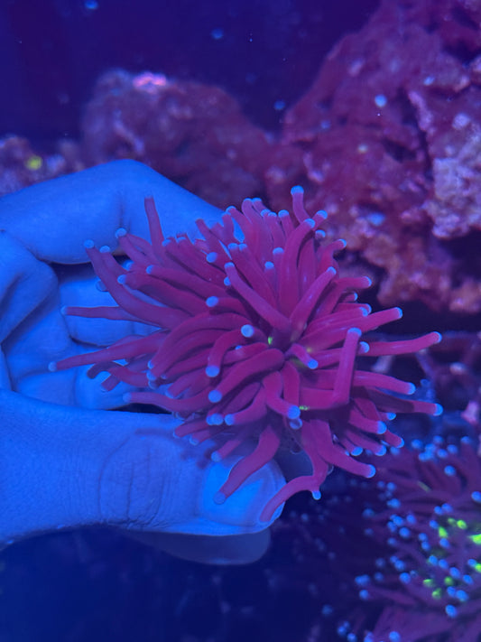 JEA Death Goddess Torch Coral 1 XL Head