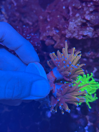 JEA Shiny Dragon Tamer Torch Coral 2 XL Heads