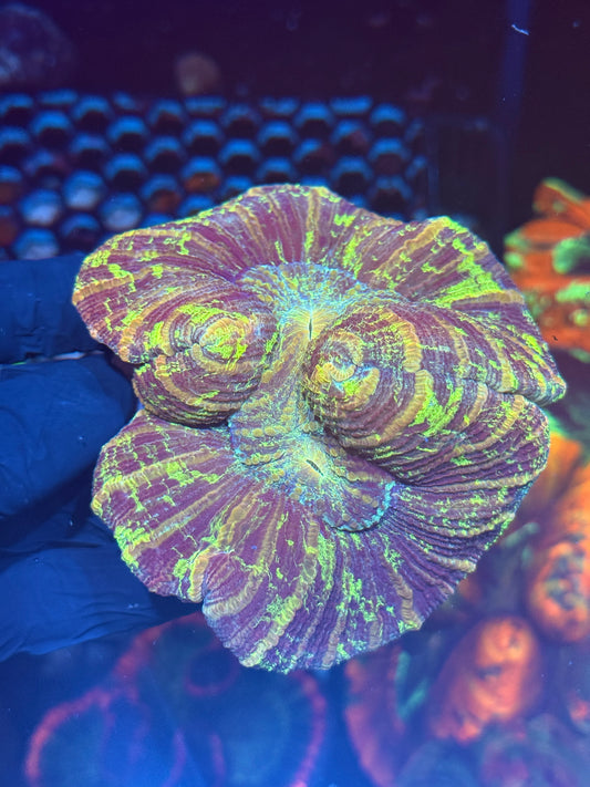 Psychedelic Trachyphyllia Meat Coral XL