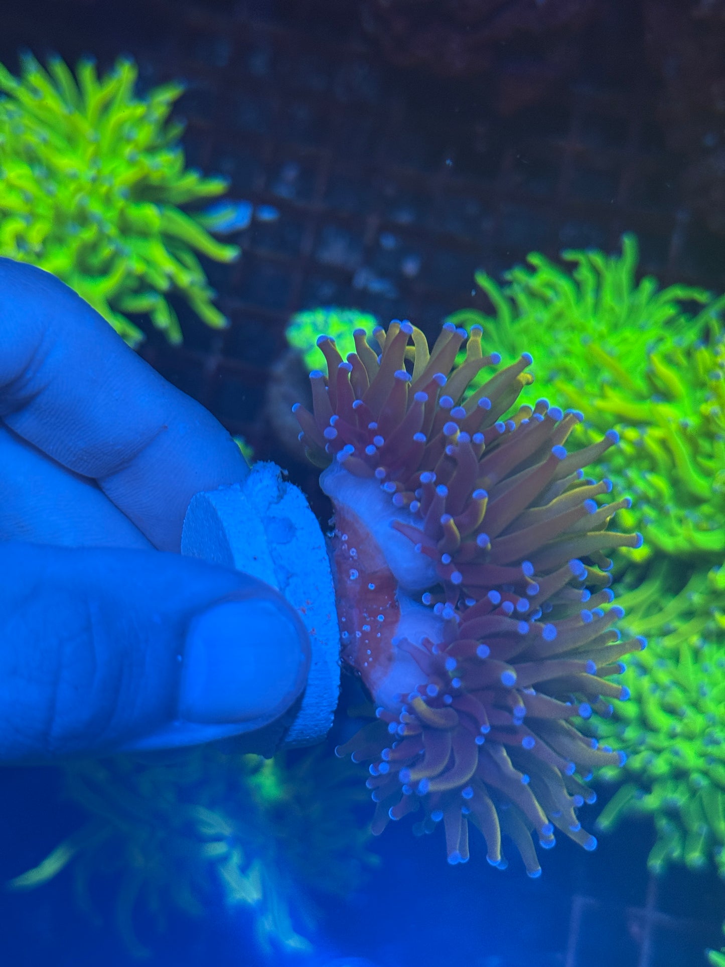 JEA Shiny Dragon Tamer Torch Coral 3 Heads Splitting XXL