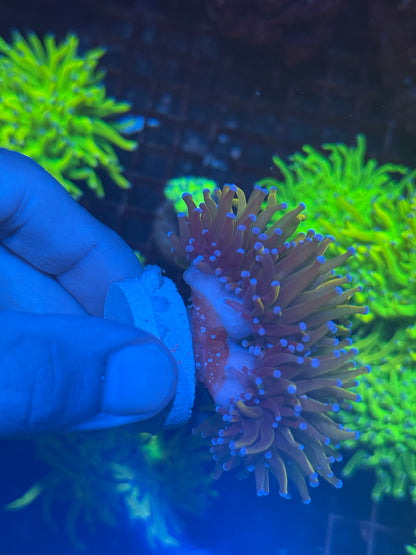 JEA Shiny Dragon Tamer Torch Coral 3 Heads Splitting XXL