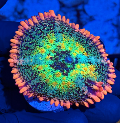 JEA Rainbow Frankenstein Mushroom Coral XXL 3”