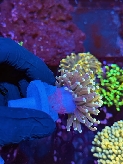 JEA Banana Torch Coral Variant 1 XL Head
