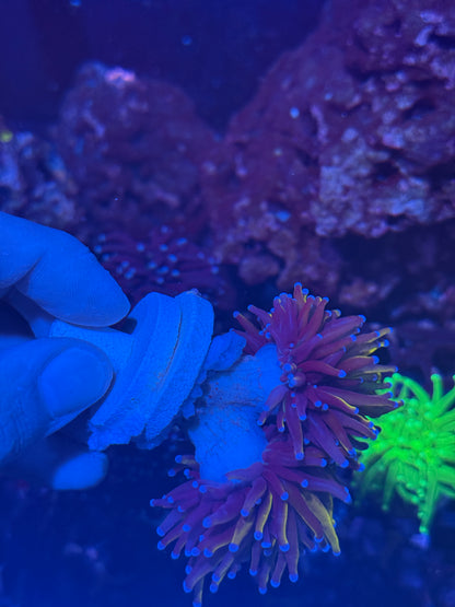 JEA Ultra New York Knicks Torch Coral 2 XL Heads