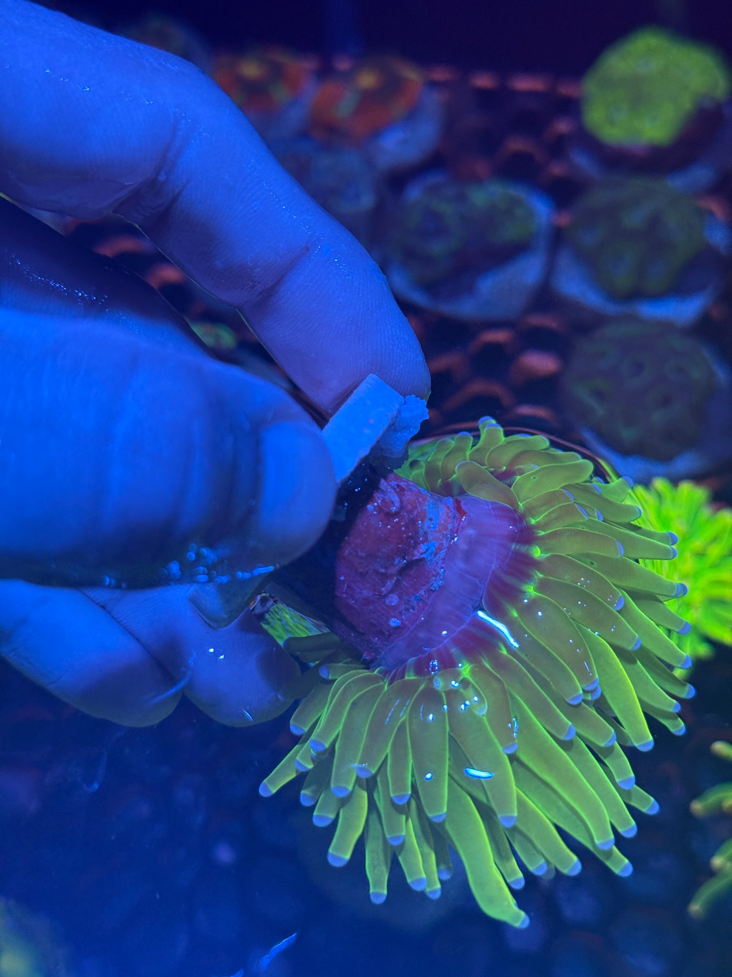 JEA Holy Grail Torch Coral 1 Head Splitting XL