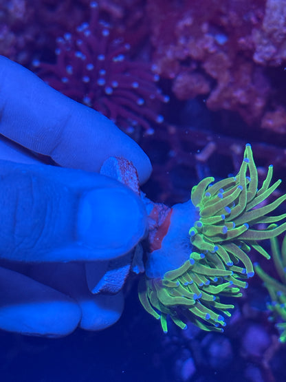 Todd’s Torch Coral 2 Heads Splitting