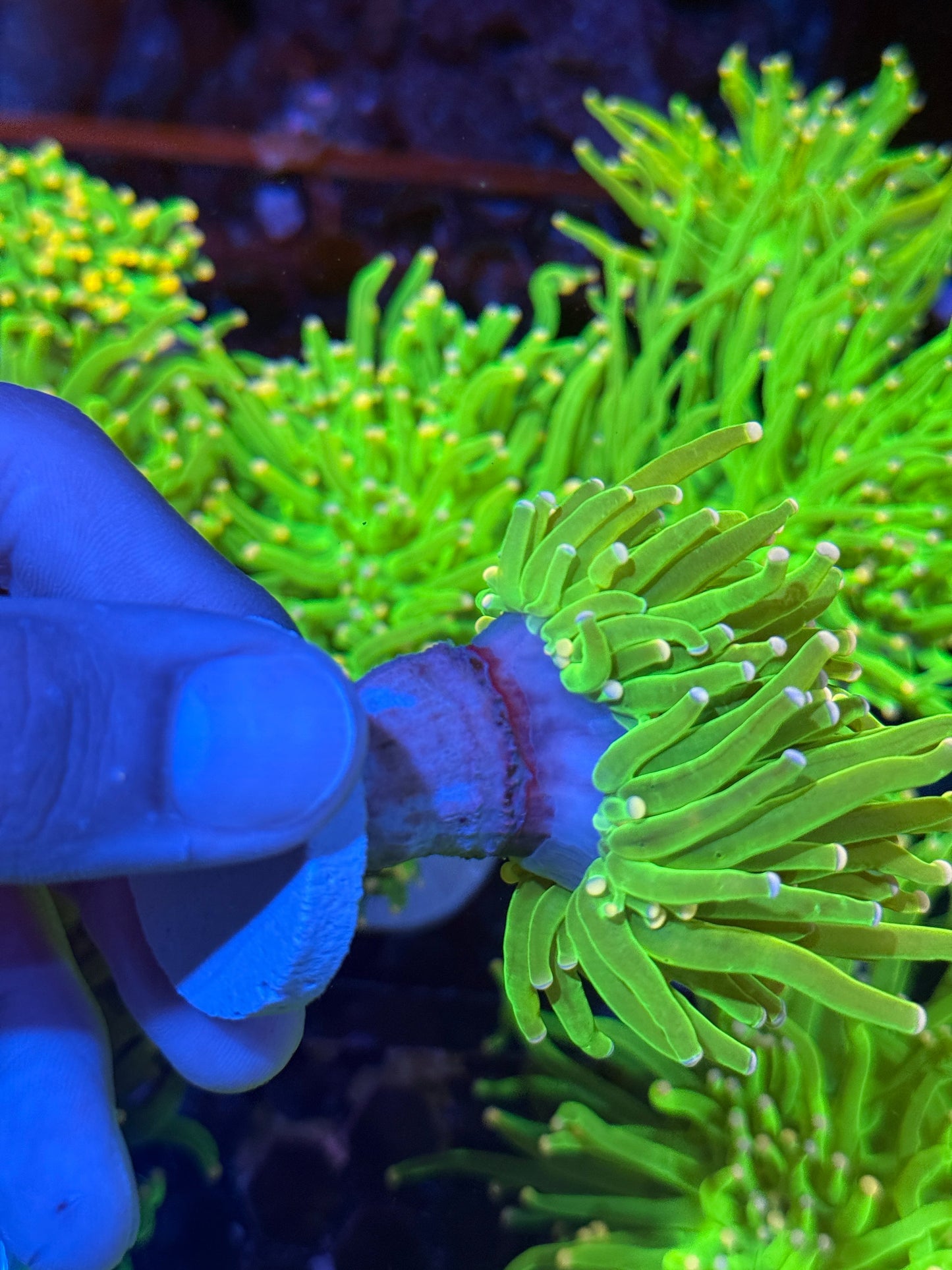 Candy Land Pink Tip Torch Coral Holy Grail 1 XL HEAD