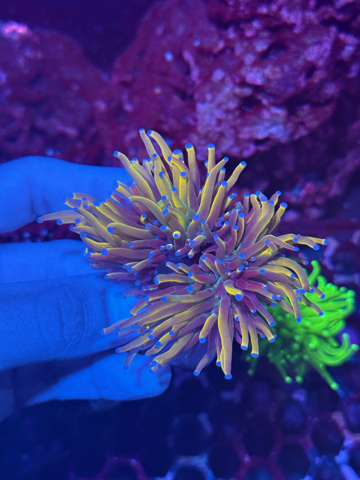 JEA Shiny Dragon Tamer Torch Coral 2 XL Heads