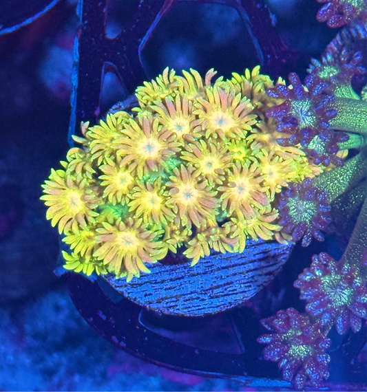 JEA Pink Lotus Goniopora Coral BRIGHT