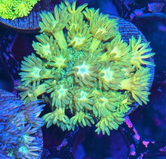 JEA Lemon Squeeze Goniopora Coral