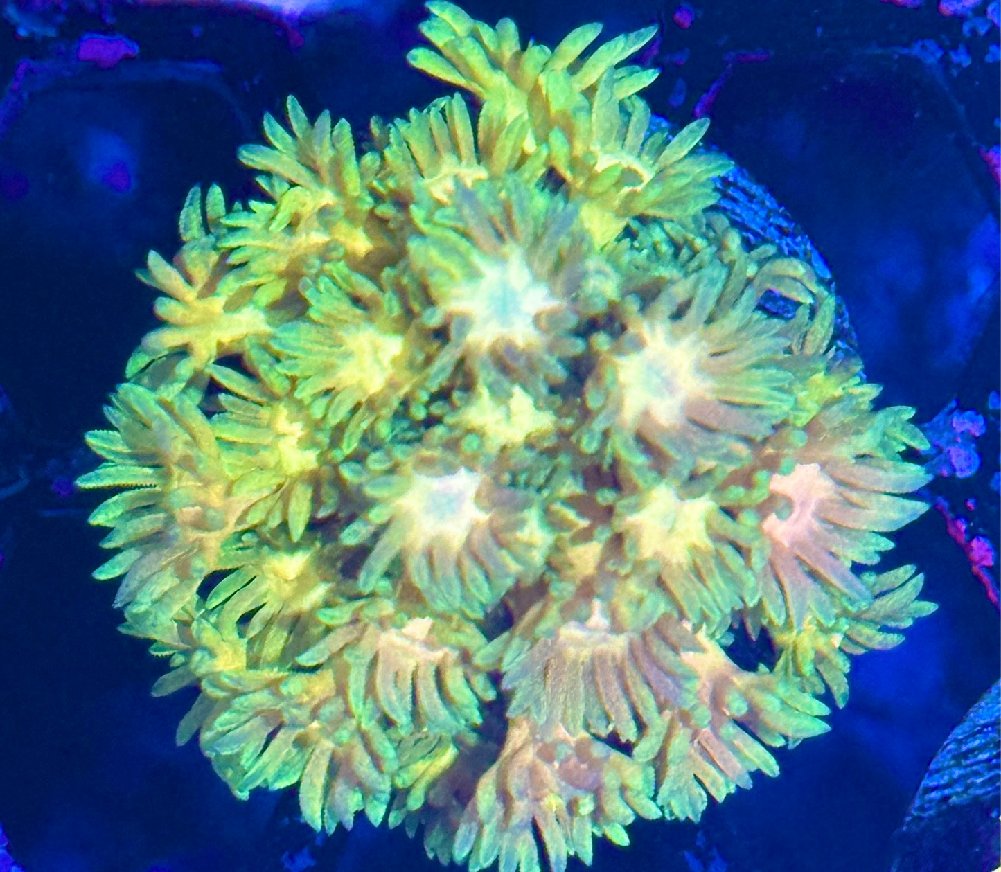 JEA Strawnana Goniopora Coral