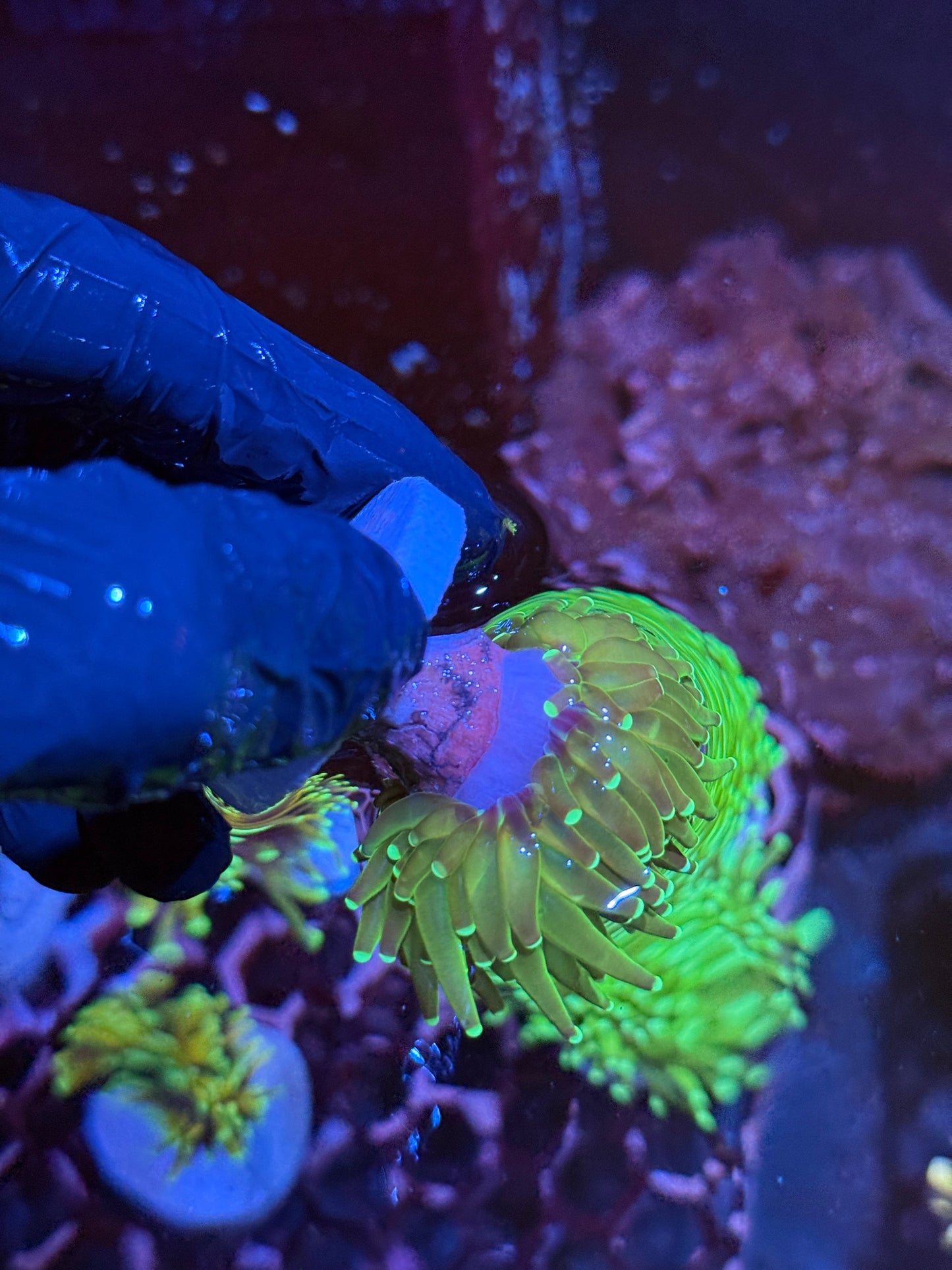 JEA Key Lime Pie Torch Coral 1 XL Head
