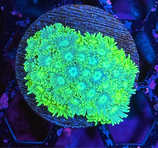 JEA Lightsaber Goniopora Coral XL Frag