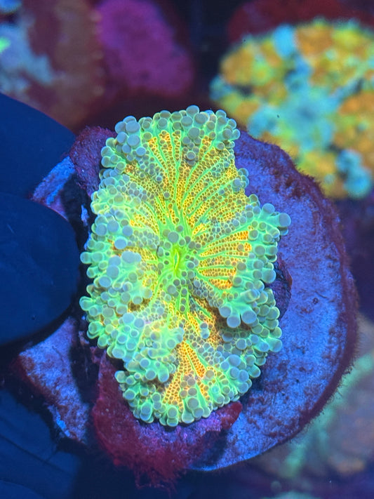 JEA Nitro Yuma Mushroom coral XL