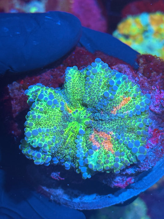 JEA Rainbow Explosion Bubble Yuma Mushroom Coral XXL Insane