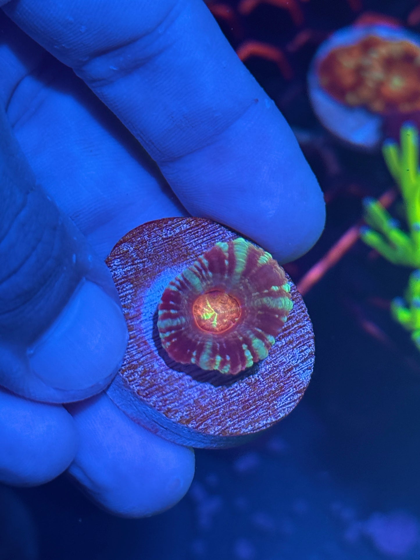 JEA Burning Man Asian Acans 1 XL Head