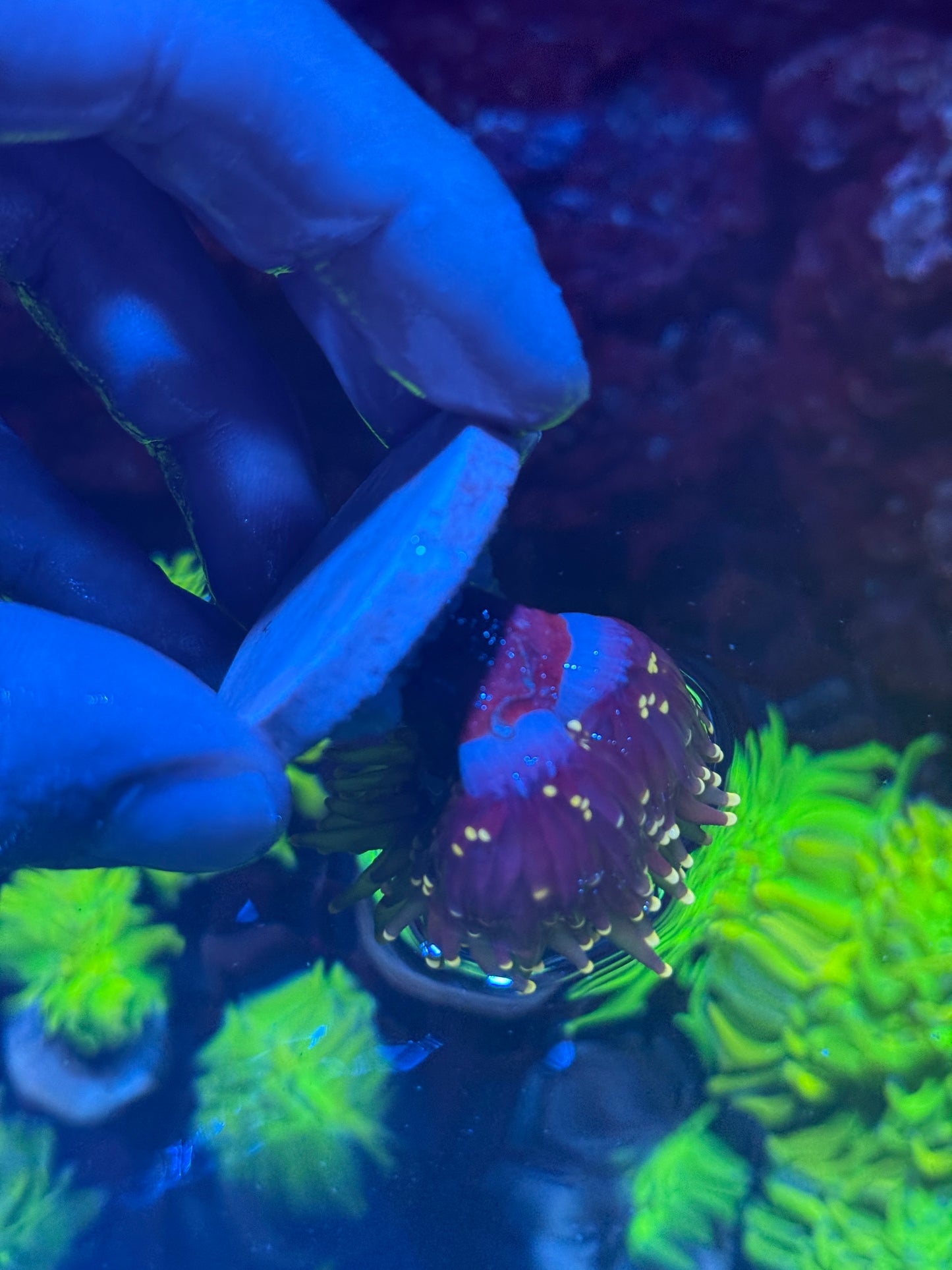 JEA Evil Peach Torch Coral 3 Heads Splitting