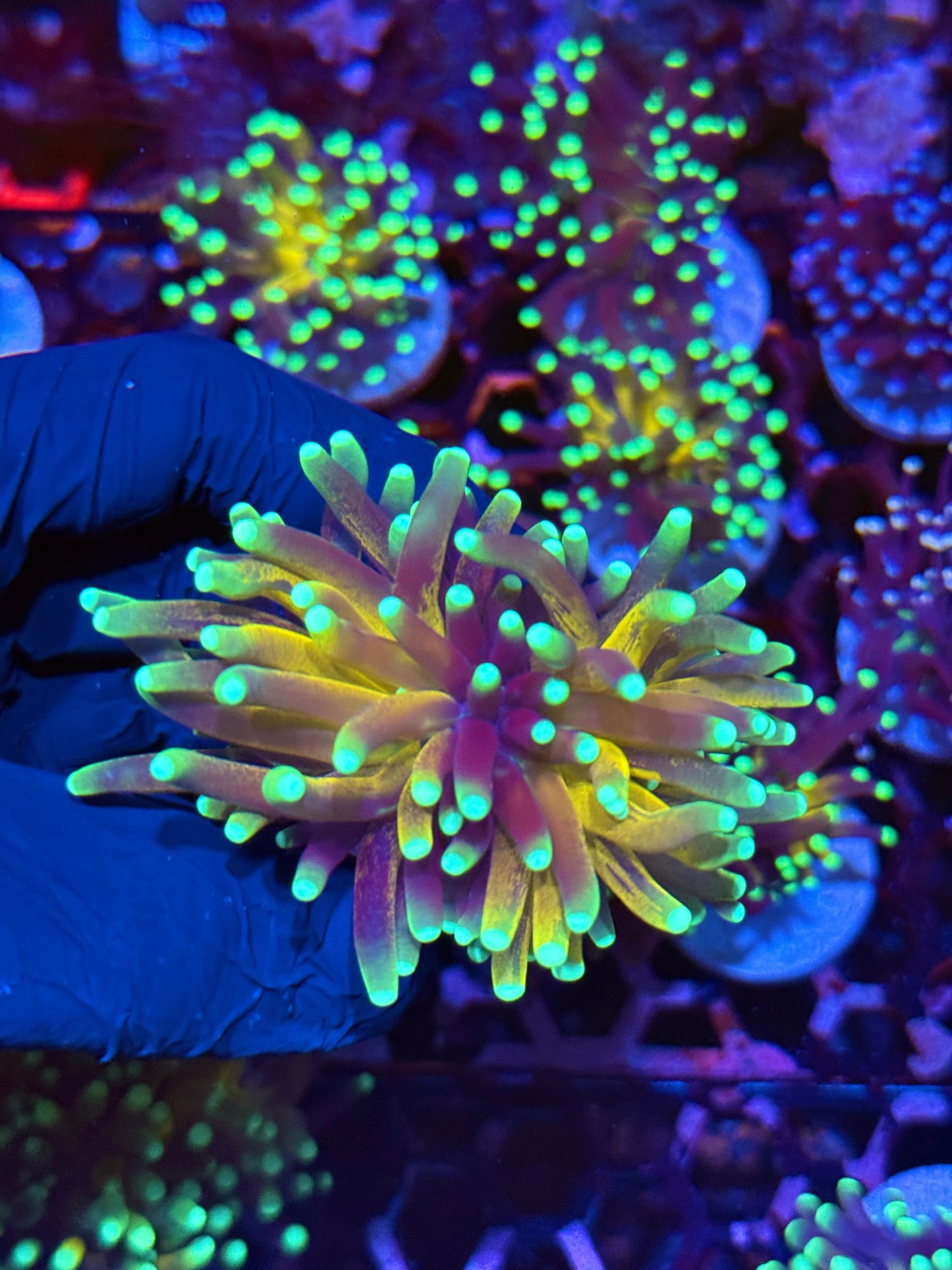 JEA Branching Tiger Torch Coral 1 XL Head Splitting