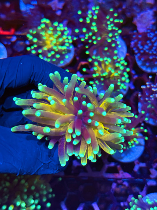 JEA Branching Tiger Torch Coral 1 XL Head Splitting