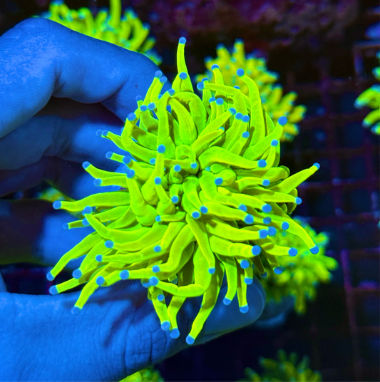 JEA Holy Grail Torch Coral 1 XXL Head