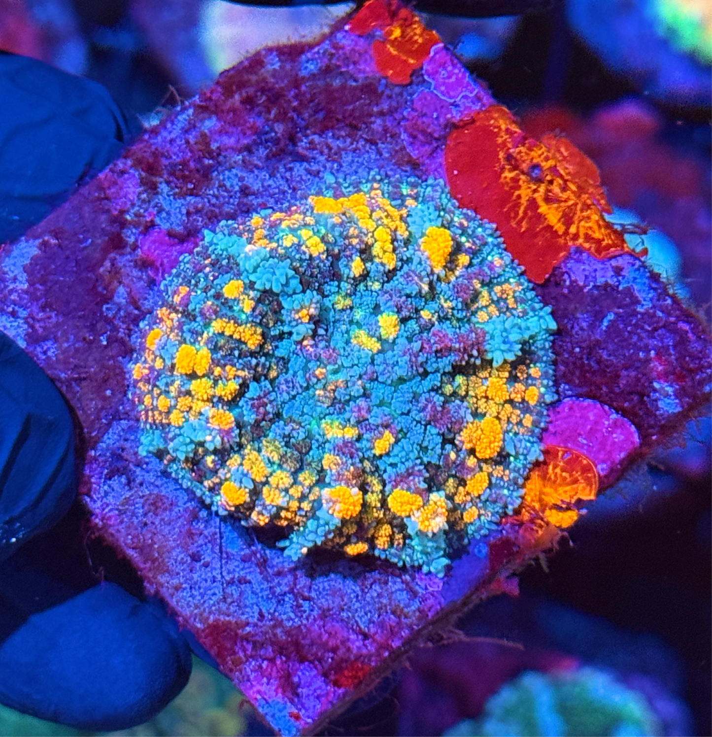 JEA Berserker Bounce Mushroom Coral XL