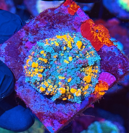 JEA Berserker Bounce Mushroom Coral XL