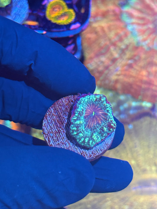 JEA Purple Punch Blastomussa Coral 1 Head