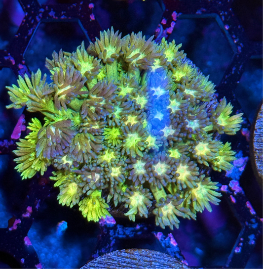 JEA Evil Rainbow Goniopora Coral XL