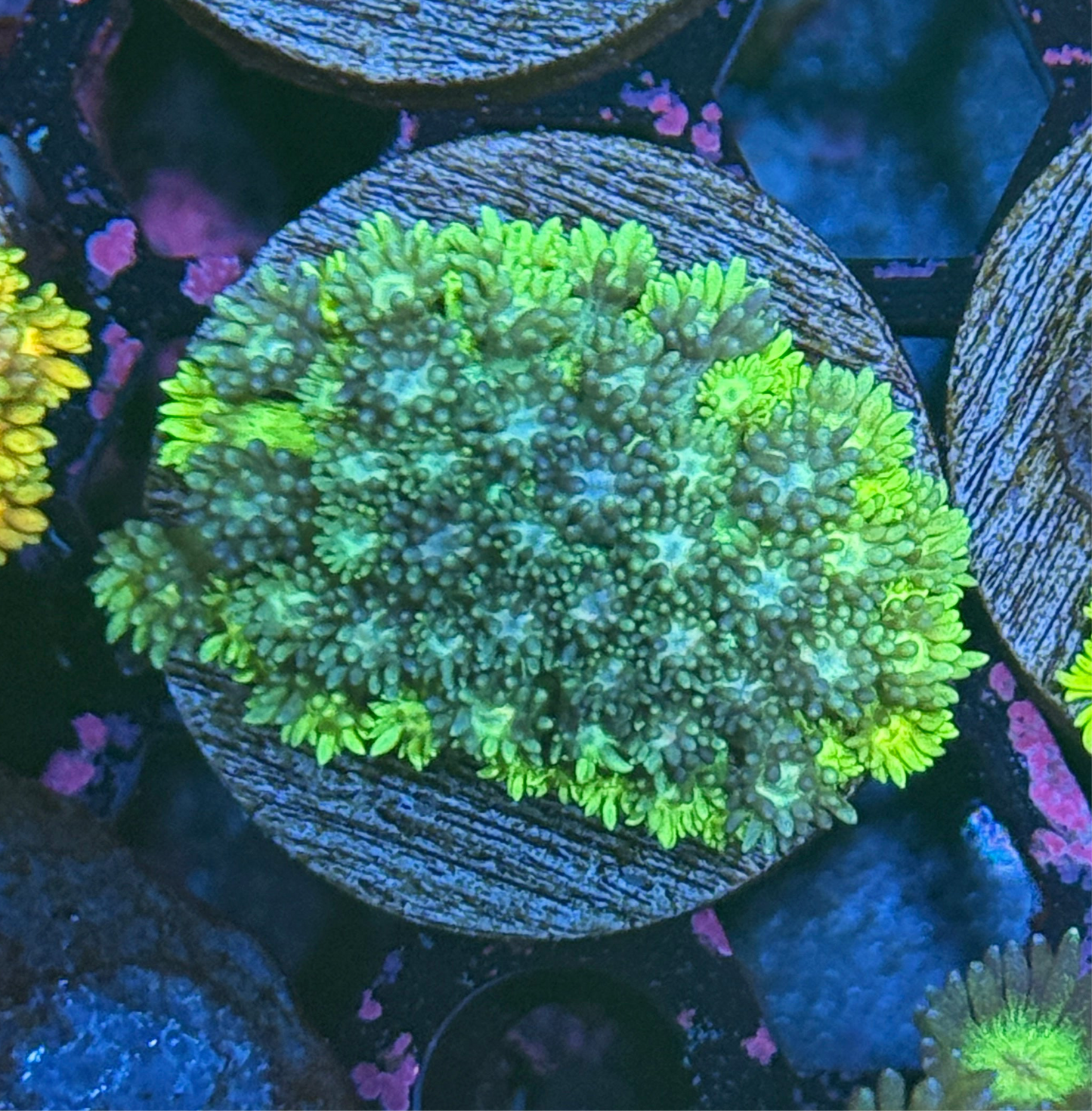 JEA Midnight Forest Goniopora Coral XL Frag