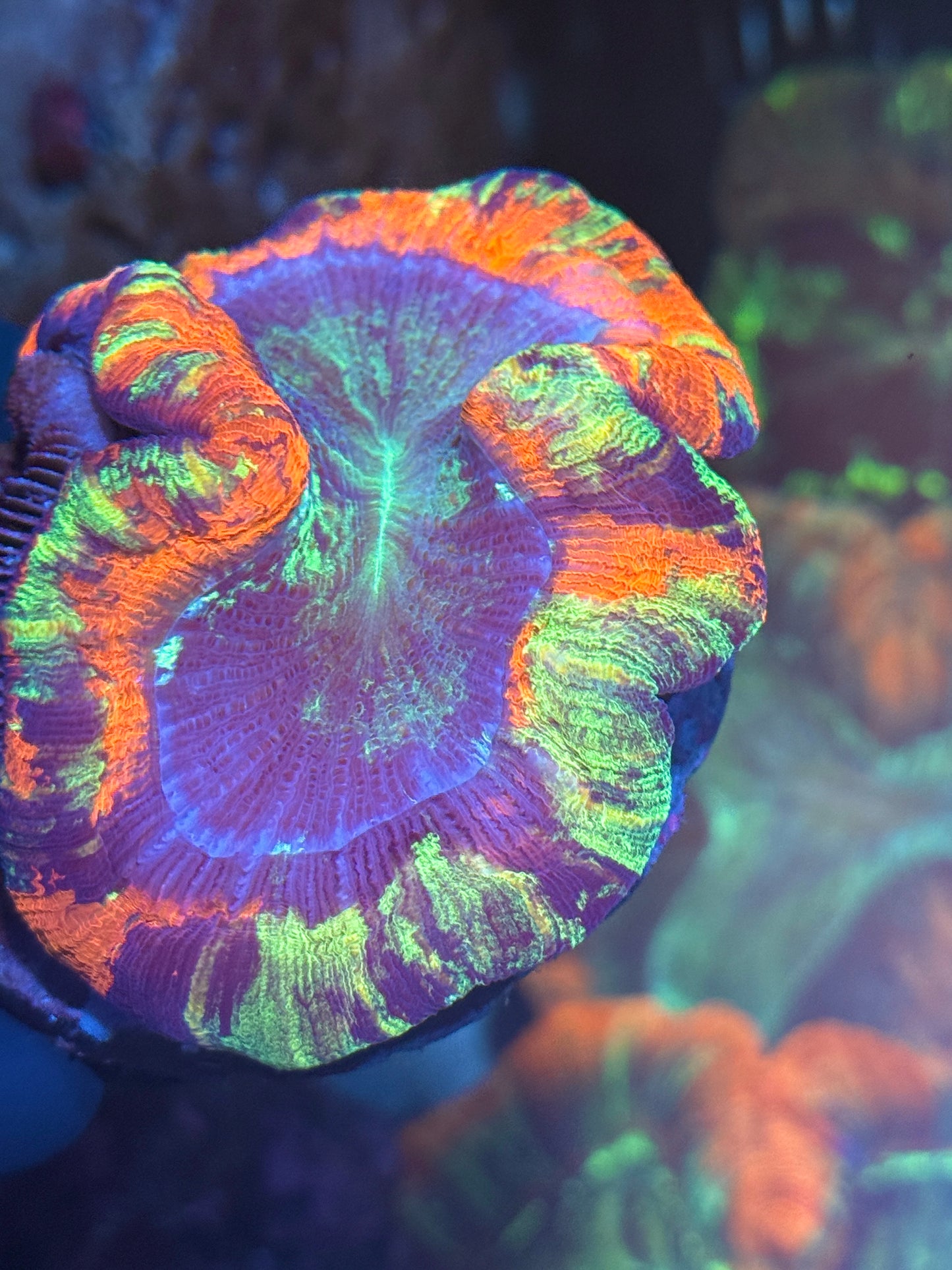 Multicolor Trachyphyllia Meat Coral XL Bright