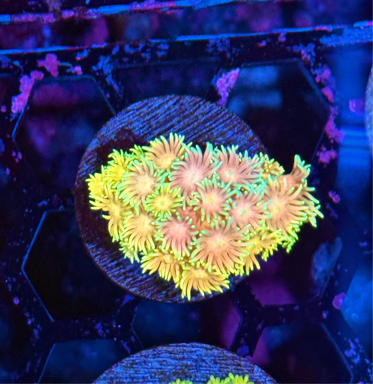 JEA Pink Lotus Goniopora Coral BRIGHT