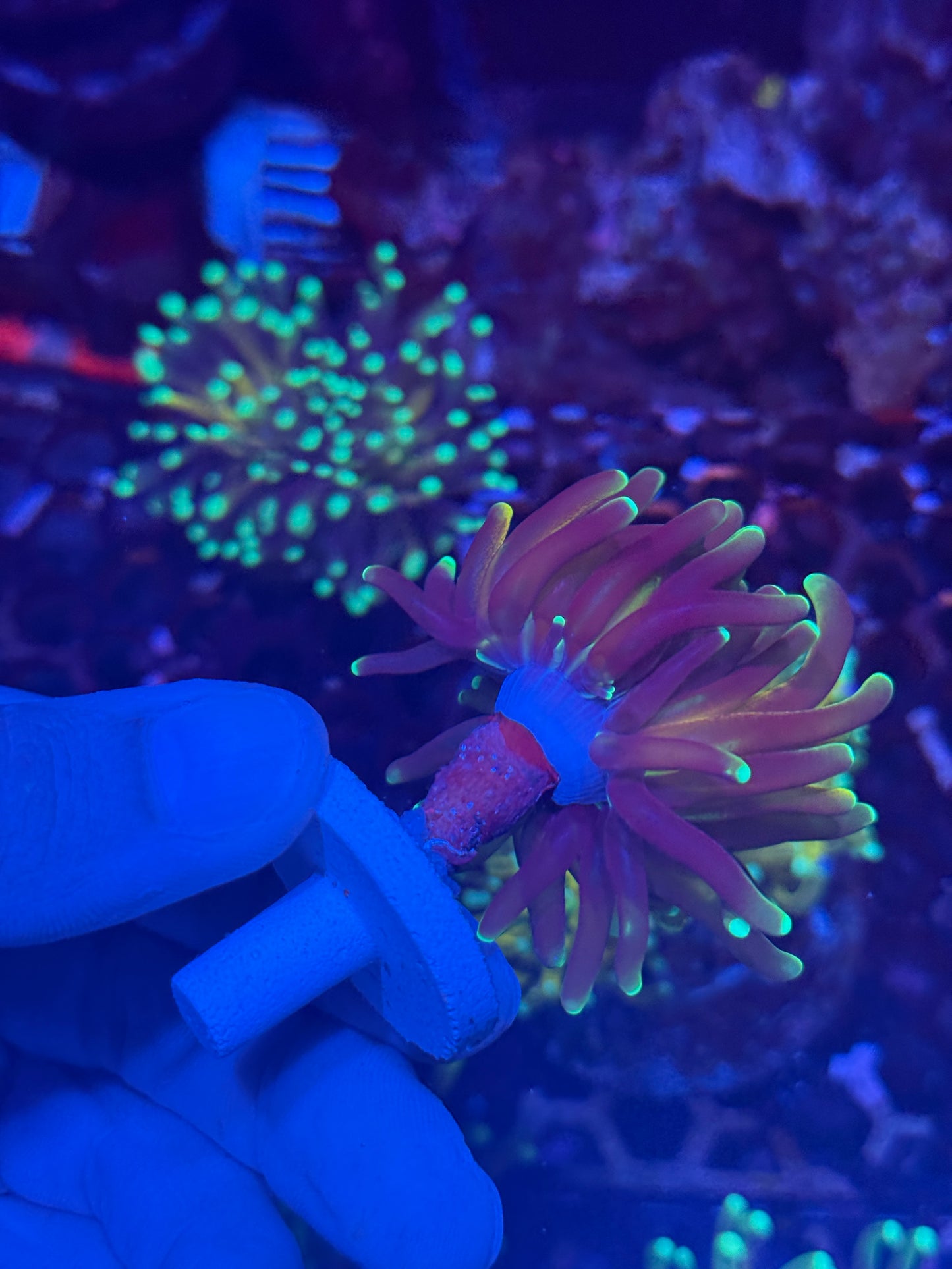 JEA Branching Tiger 2.0 XL Head Crazy Extension BRIGHT